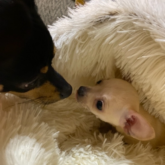 Meet Posher PittyPat - Picture 13 of 16